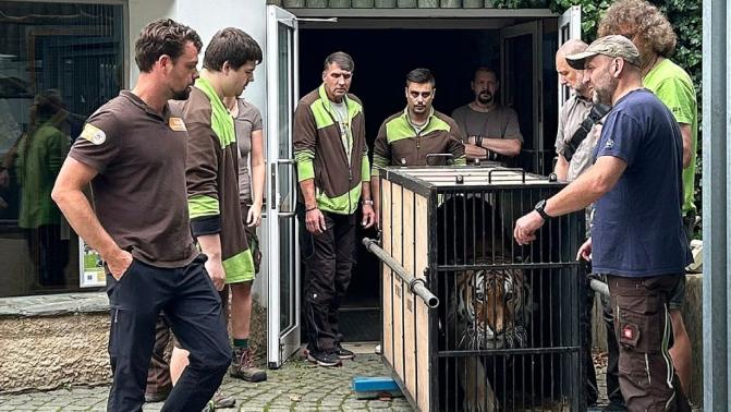 Transport tygra Tajmira ze Zoo Liberec