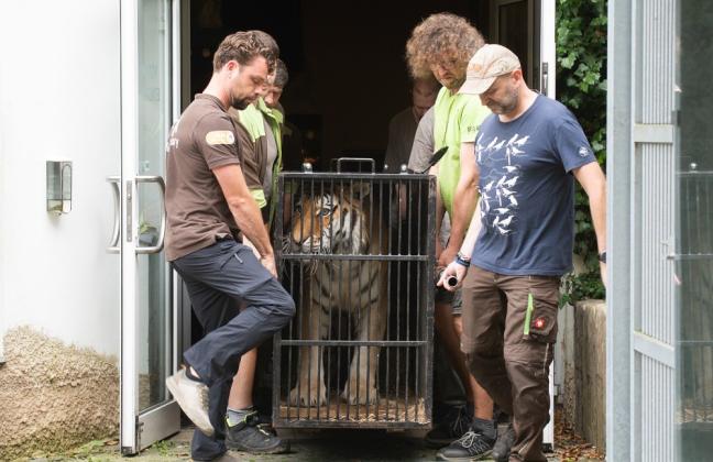 Transpor zabaveného tygra ze Zoo Liberec