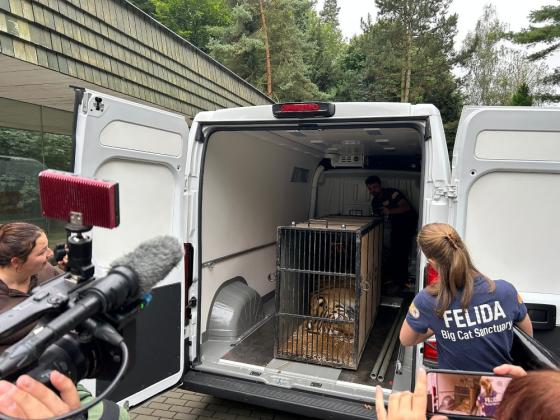 Transpor zabaveného tygra ze Zoo Liberec