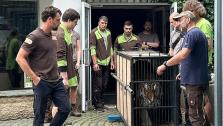 Transport tygra Tajmira ze Zoo Liberec