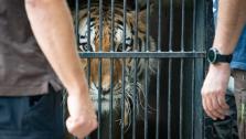 Transpor zabaveného tygra ze Zoo Liberec