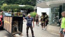 Transpor zabaveného tygra ze Zoo Liberec