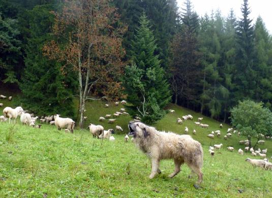 Pastevecký pes - ochrana stát před útoky velkých šelem v CHKO Beskydy