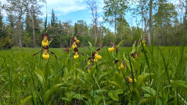 strevicnik pantoflicek