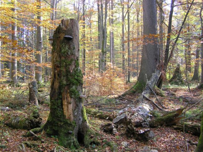 Žofínský prales