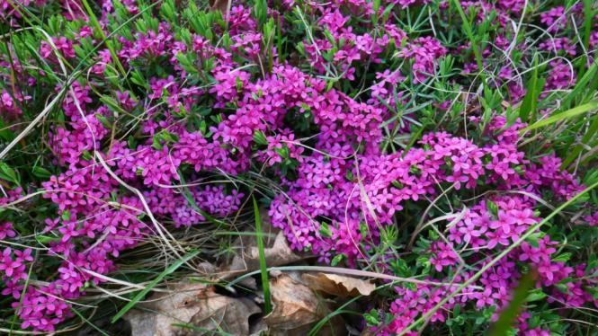 mzp_lykovec vonny_01