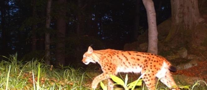 3LYNX Cropped.jpg