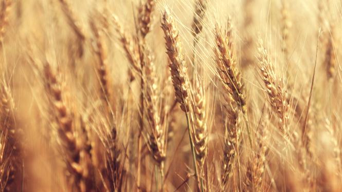 AdobeStock_74641866 Cropped.jpg