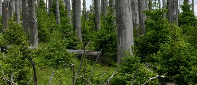 Les_Sumava Cropped.jpg