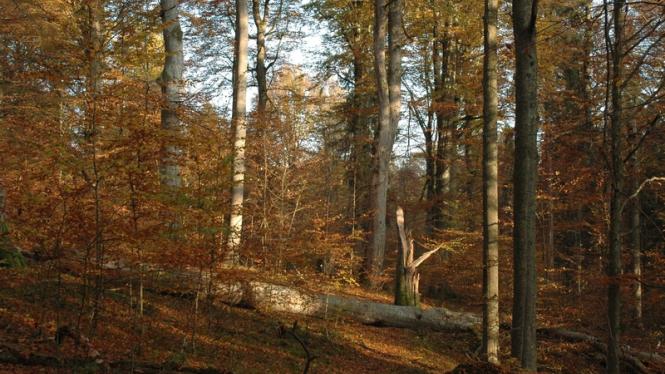 Prales_Zofin Cropped.jpg