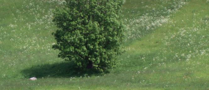 Strom, louka Cropped.jpg