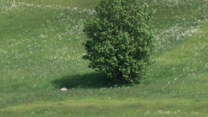 Strom, louka Cropped_1.jpg