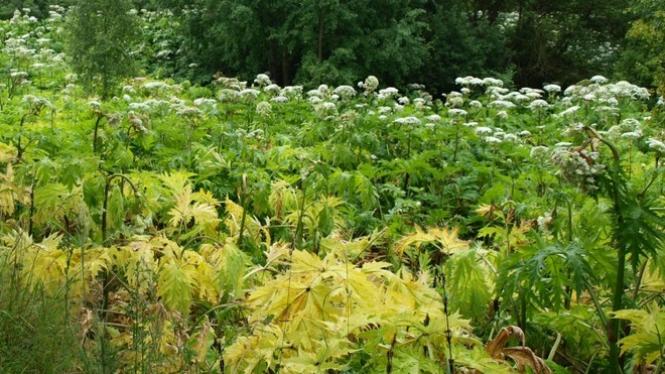 bolsevnik Cropped.jpg