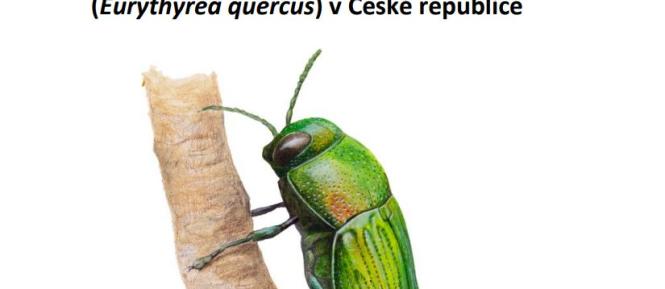 krasec Cropped.jpg