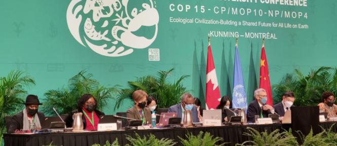 mzp_COP15_Montreal01.jpg