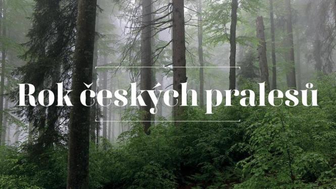 mzp_rok_ceskych_pralesu01.jpg