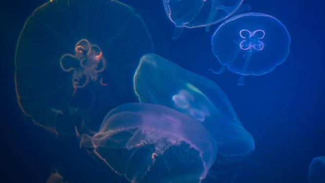 ocean_new.jpg
