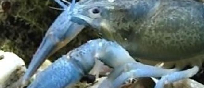 rak Cropped Cropped.jpg