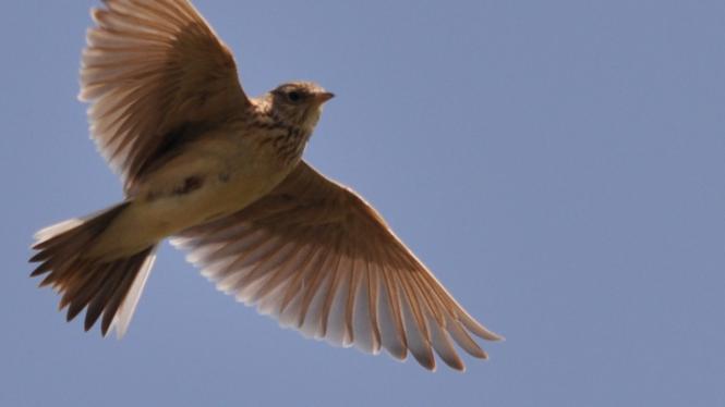 skrivan Cropped.jpg