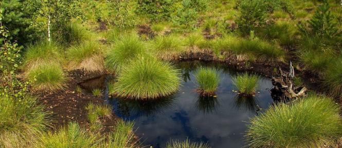 sumava Cropped.jpg