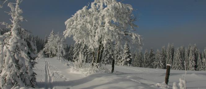 sumava.jpg