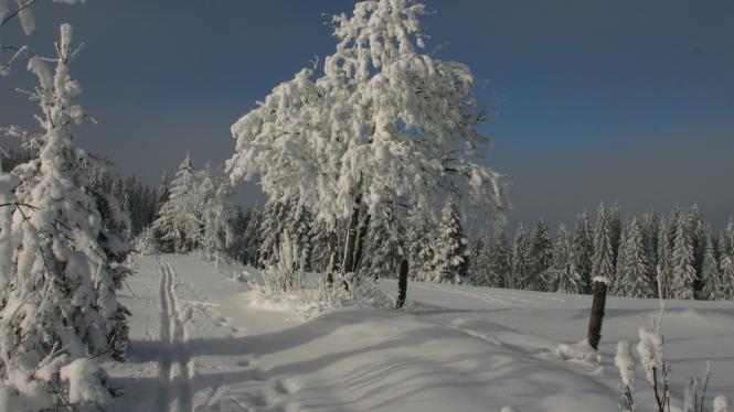 sumava.jpg