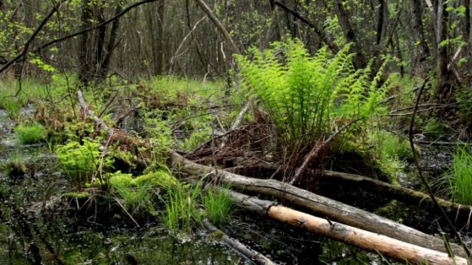 vestnik 5 Cropped.png