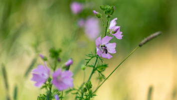 Ostramo projekt sanace