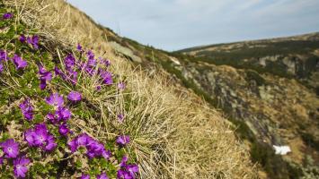 10638-2017_05_22_Prvosenka nejmensi na hrane Labskeho dolu Cropped.jpg