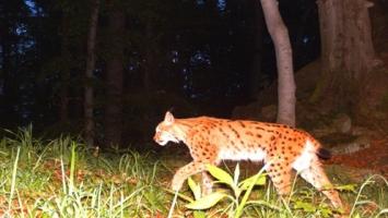 3LYNX Cropped.jpg