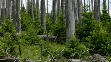 Les_Sumava Cropped.jpg