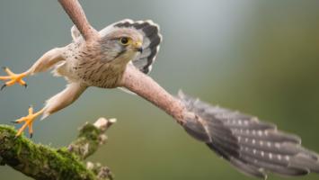 Postolka Cropped.jpg