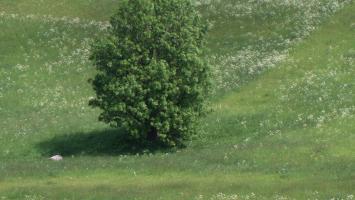 Strom, louka Cropped.jpg