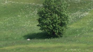 Strom, louka Cropped_1.jpg