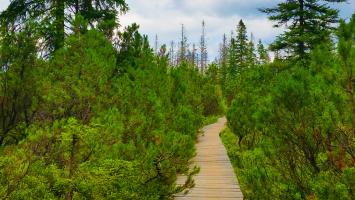 Sumava (2) Cropped.jpg