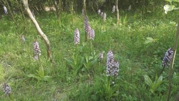 Vstavac_nachovy Cropped.jpg