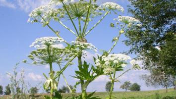 bolsevnik-upr Cropped.jpg
