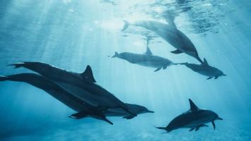 delfini_3 Cropped.jpg
