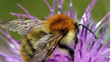 druhovka Cropped.jpg