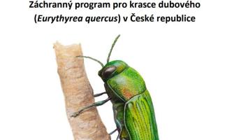 krasec Cropped.jpg