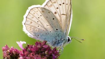 modrasek Cropped (1).jpg