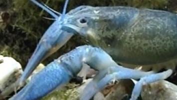 rak Cropped Cropped.jpg