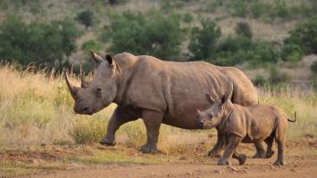 rhinoceros.jpg