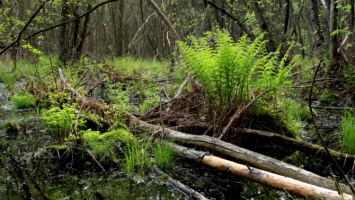 vestnik 5 Cropped.png