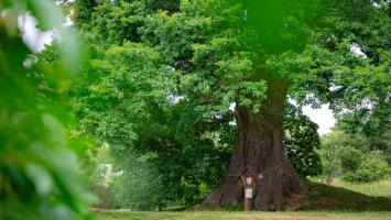 vitez ankety Strom roku foto Lucie Mojzisova.jpg