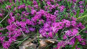 mzp_lykovec vonny_01