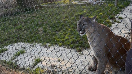 puma americká ze Zoo tábor