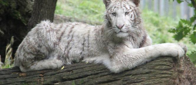 mzp_zoo_hodonin_bily_tygr_charlota.jpg