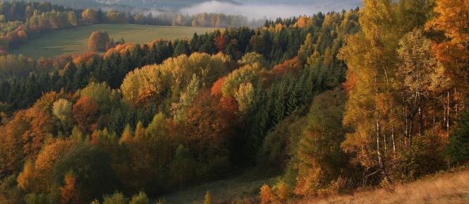 podzim_Sumava Cropped.jpg