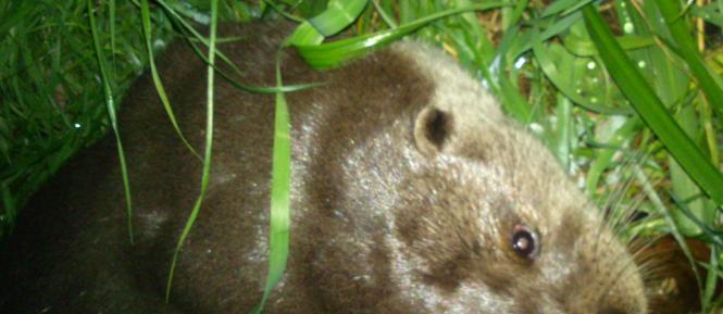 vydra_pytlaci Cropped.jpg